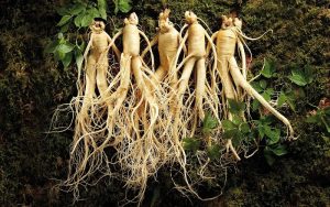 Bảo quản sâm bố chính