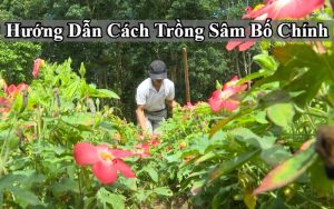 cách trồng sâm bố chính