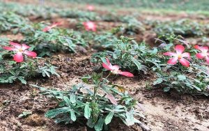 Chọn đất và làm tơi đất trồng sâm bố chính