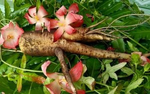 Công dụng của sâm bố chính